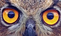 How Vue's reactivity works (I): Object.defineProperty