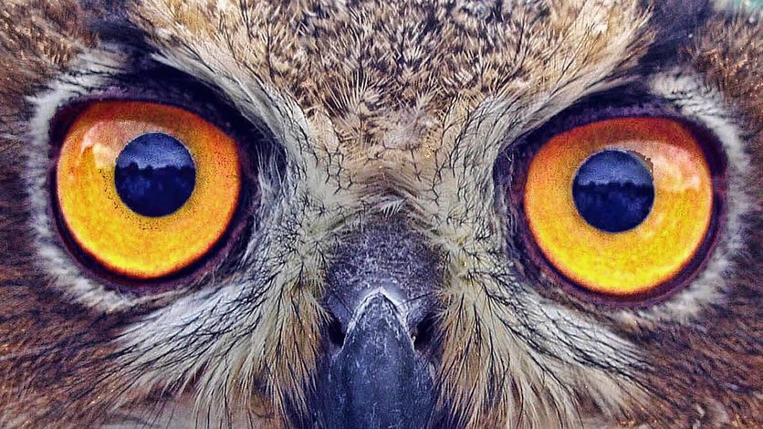 How Vue's reactivity works (I): Object.defineProperty