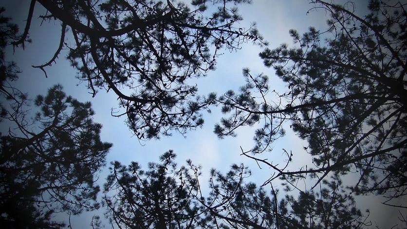 Reuniones presenciales vs reuniones online